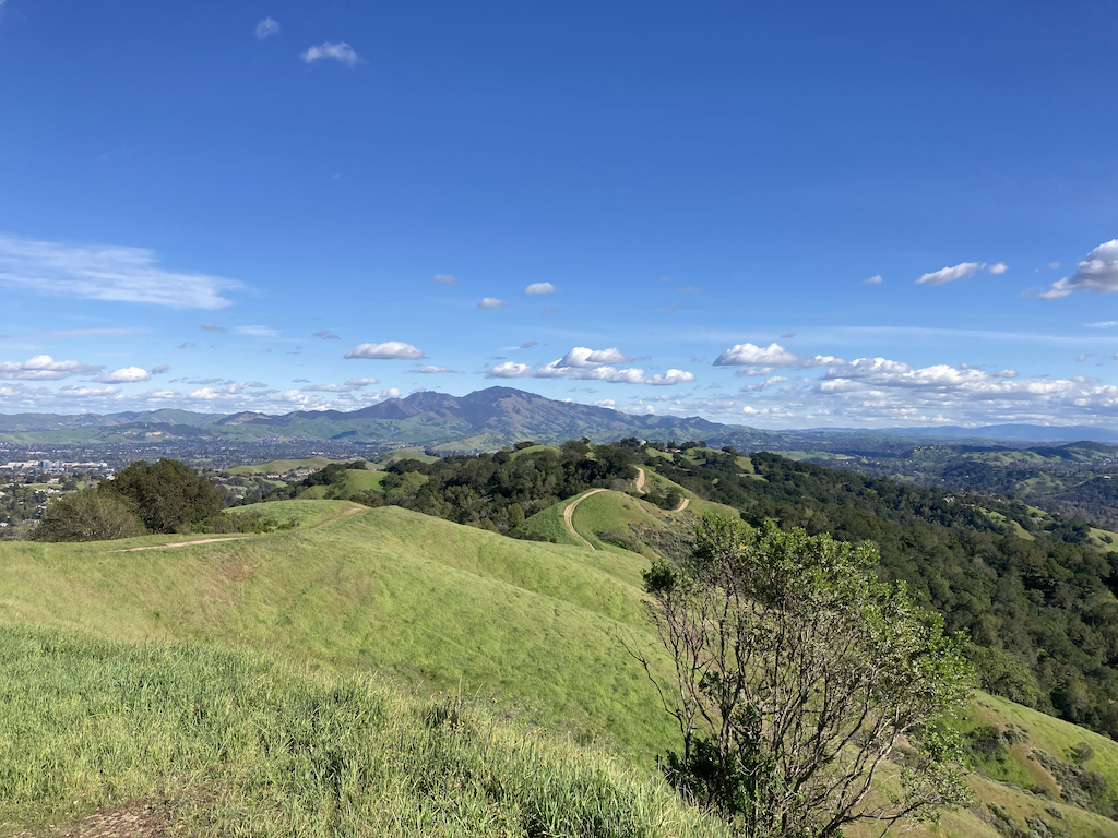 The green in California is so very different from the green that I’m used to seeing anywhere else. This also looks like a more dramatic version of the custard label (see below).