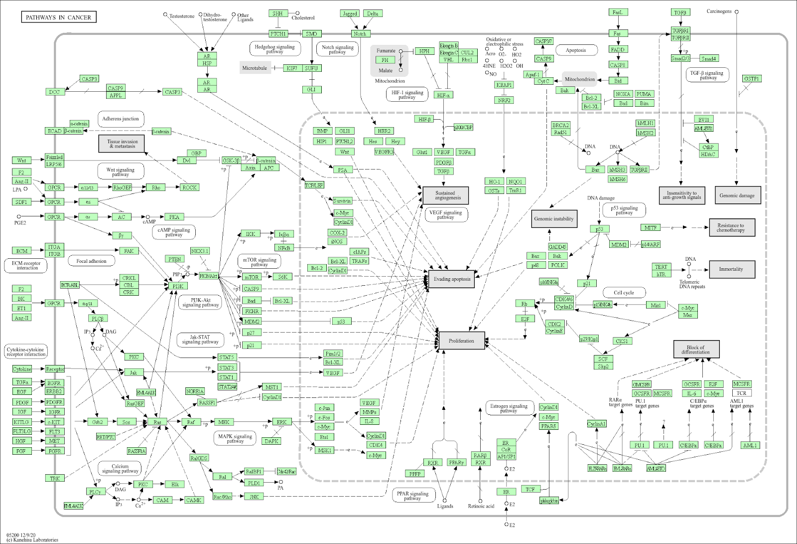 A large regulatory network describing many human cancer pathways